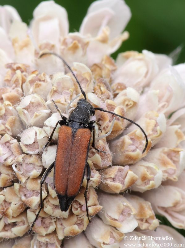 tesařík, Anastrangalia dubia (Scopoli, 1763) , Cerambycidae (Brouci, Coleoptera)
